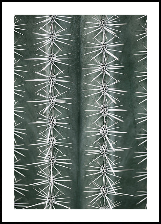 Cactus green Plakat