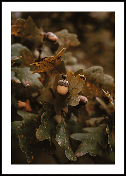 Autumn Leaves and Acorns Plakat