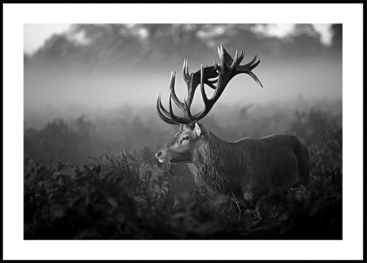 Sunny Morning Plakat