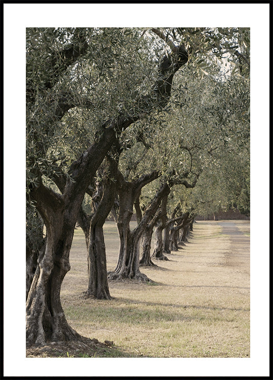 Trail In The Olive Garden Plakat