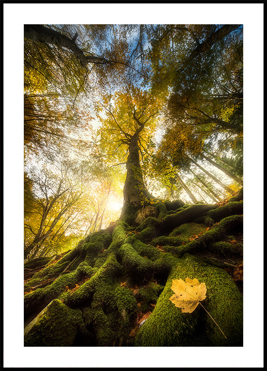 The goodbye of a leaf Plakat