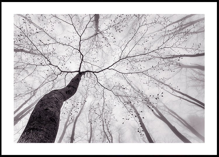 A view of the tree crown Plakat