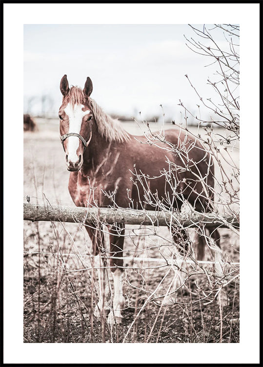 Rustic Brown Horse in Pastel Countryside Plakat