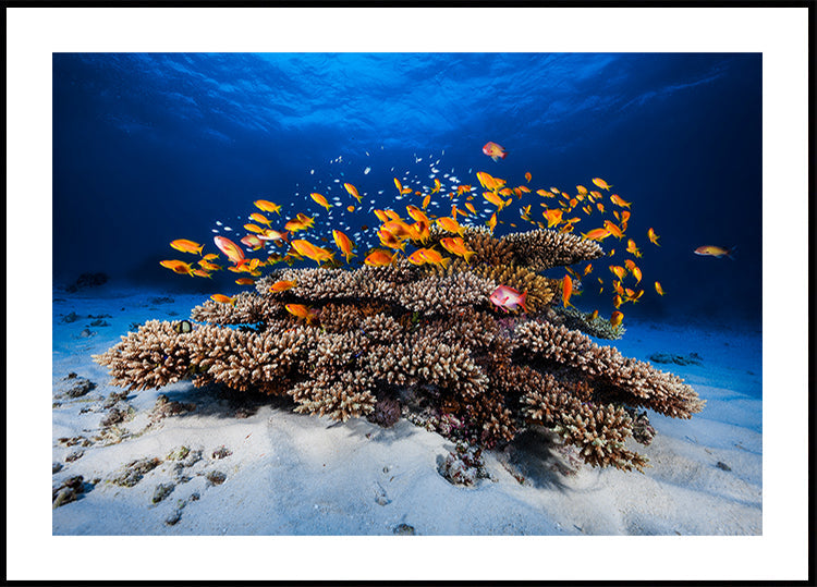 Marine Life
