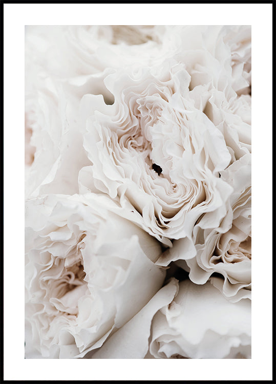 White Blossoming Roses Plakat