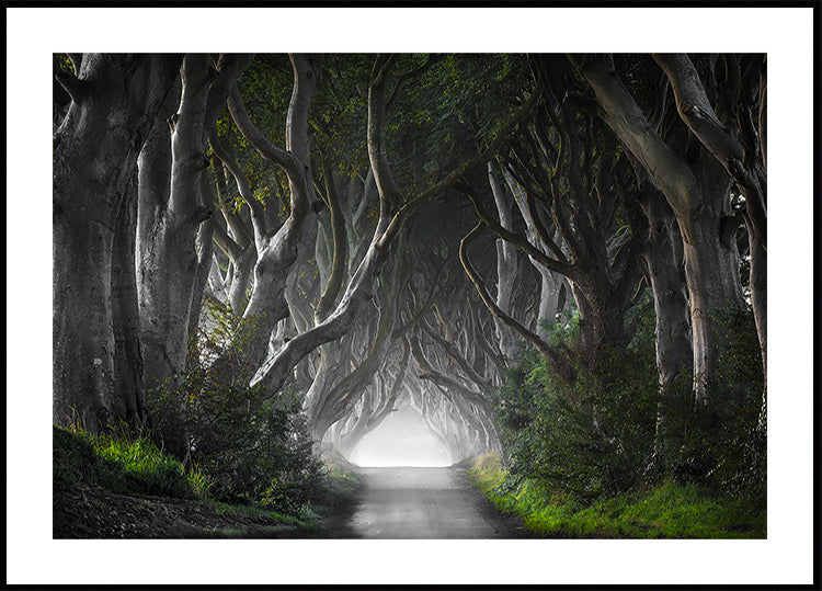 DARK HEDGES Plakat