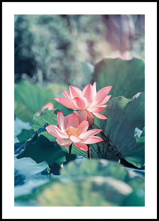 Blooming Lotus Flower Plakat