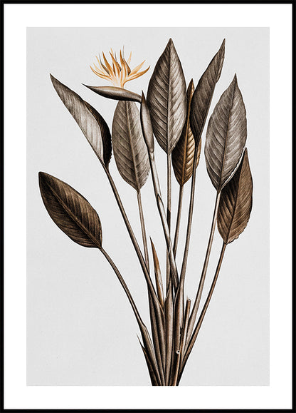 Vintage Bird of Paradise Plakat