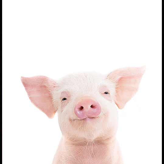 Baby Pig Plakat