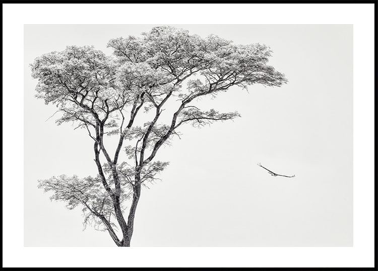 the African eagle Plakat