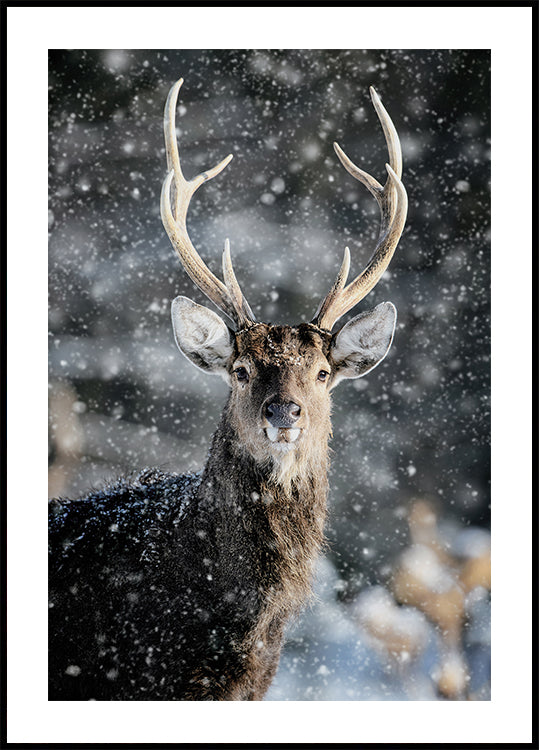 Majestic Deer in Snow №2 Plakat