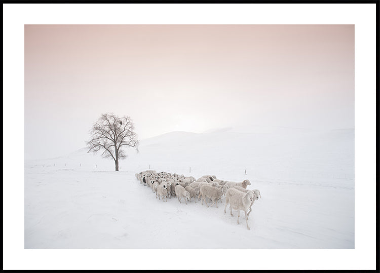 Flock looking for food Plakat
