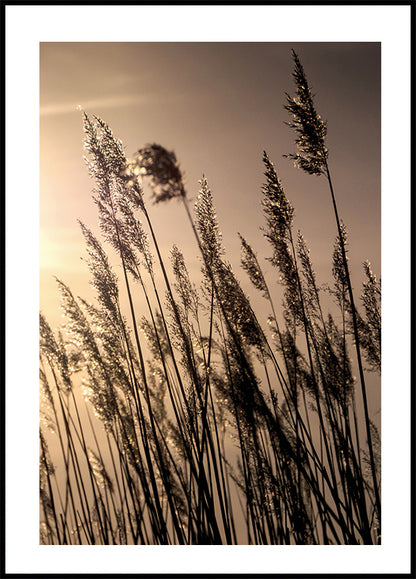 Reeds at Sunset Plakat