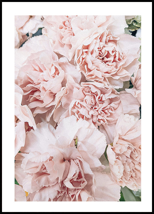 Pink Peony Plakat