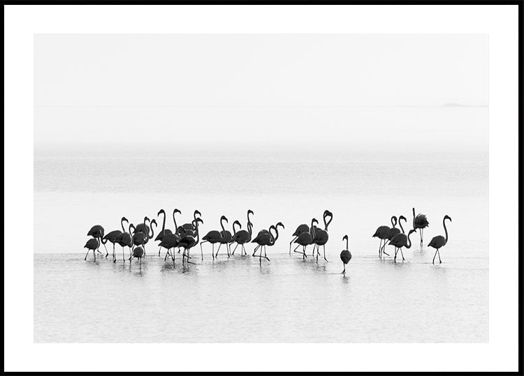 Flamingos Plakat