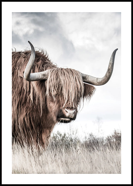 Winter Highland Cow Plakat