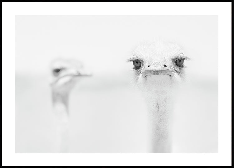 Funny ostrich Plakat