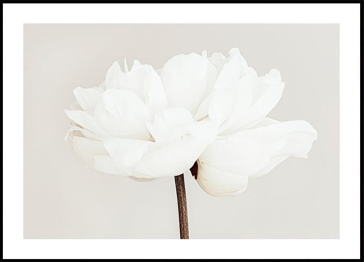 Peony No.11 Plakat