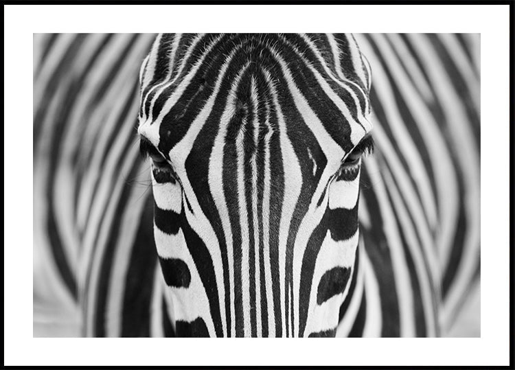 Zepra Plakat