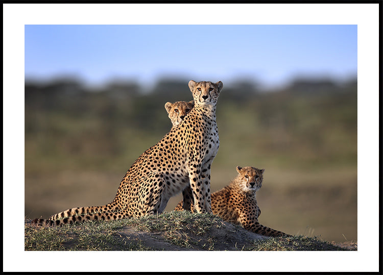 Cheetahs Family Plakat
