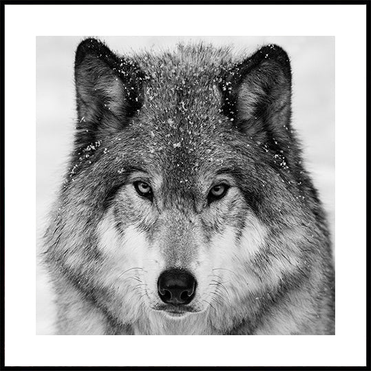 Wolf Portrait Plakat
