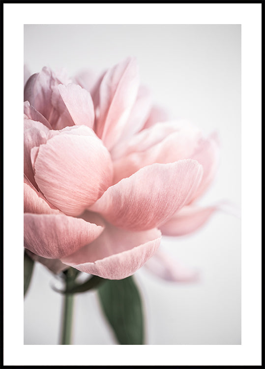 Peony 3 Plakat