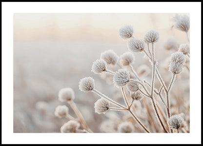 Frosted Winter Wildflowers Plakat