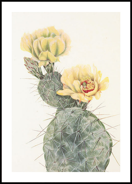 Missouri Prickly Pear From North American Wildflowers (1925) By Mary Vaux Walcott. Plakat