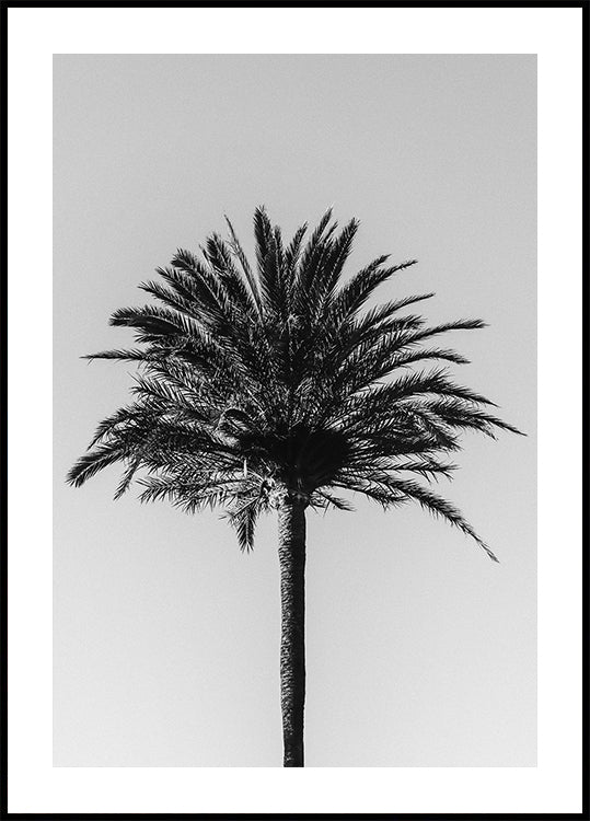 Palm_003 Plakat