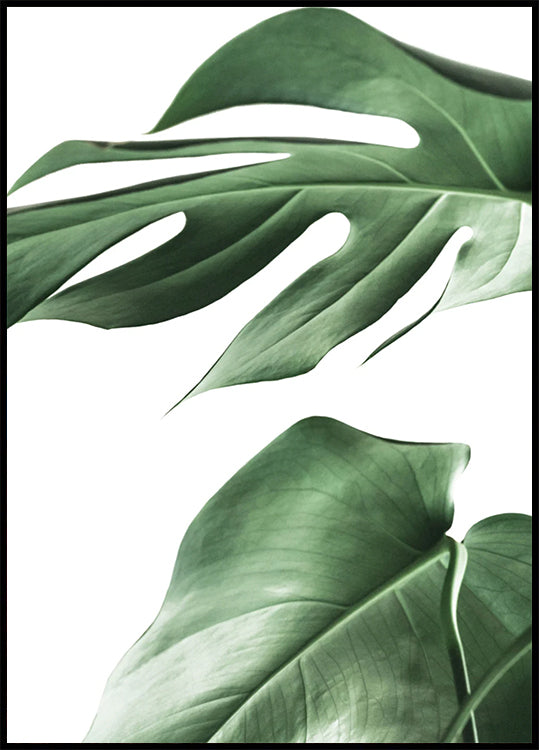 Monstera Plant Plakat