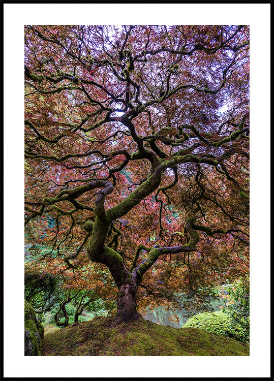 Japanese Maple Tree Plakat