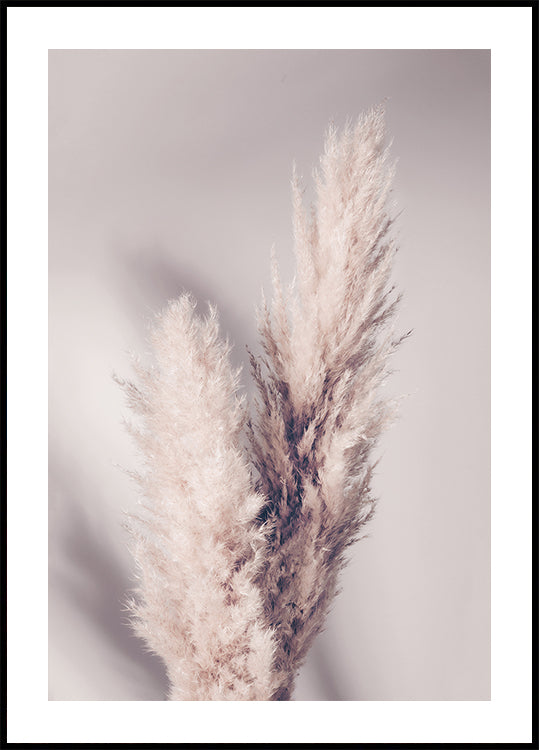 Pampas Grass Plakat