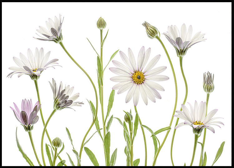 Cape Daisies Plakat