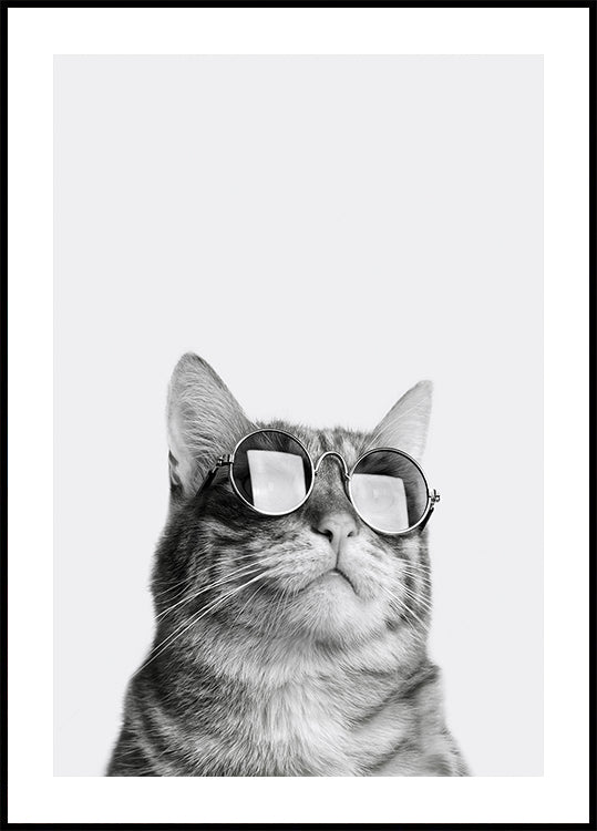 Sophisticated Feline in Sunglasses Plakat