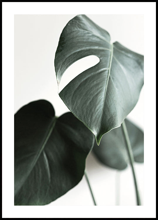 Green Plant №1 Plakat