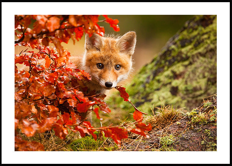 Fox Plakat