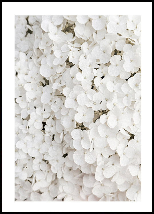 White Hydrangea Plakat