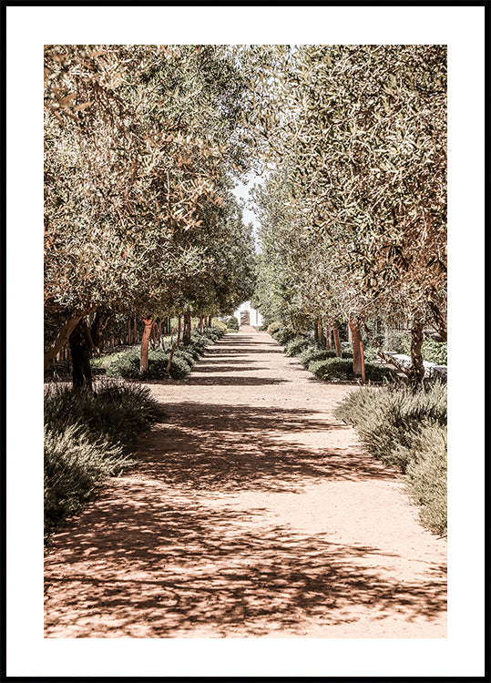 A Serene Tree Lined Path with Sunlight Plakat