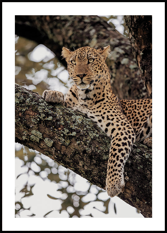Majestic Leopard on a Tree Branch Plakat