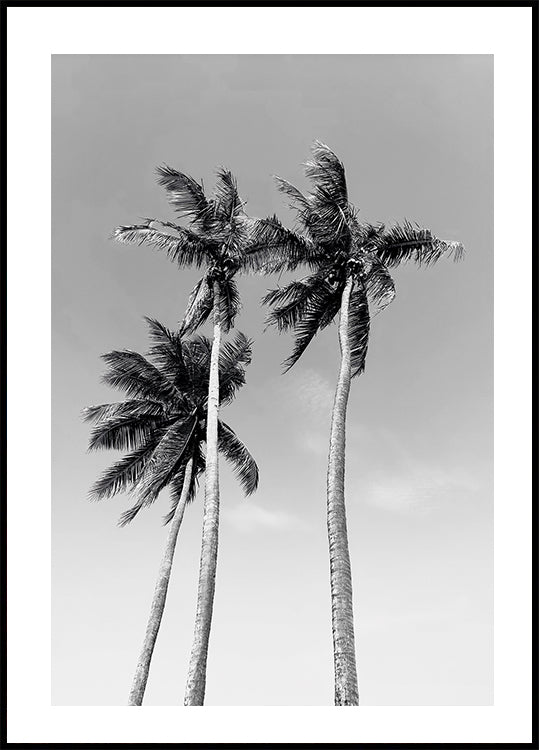 Three Palm Trees Plakat