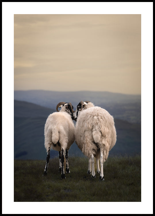 Yorkshire Love