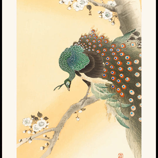 Peacock on a Cherry Blossom Tree, Japanese Woodblock By Ohara Koson Plakat