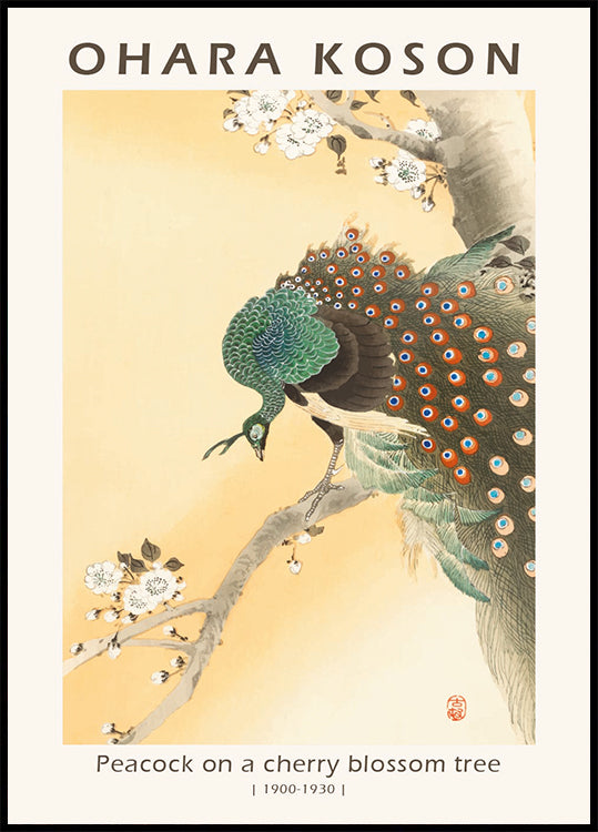 Peacock on a Cherry Blossom Tree, Japanese Woodblock By Ohara Koson Plakat