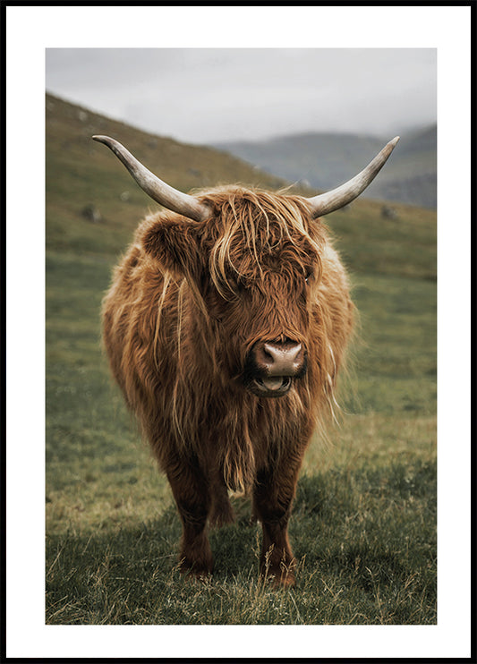 Highland Cow Near a Mountain Plakat