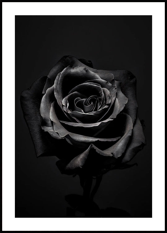 Black Rose Plakat