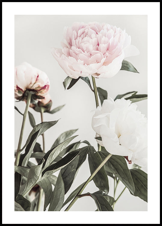 Peony 04 Plakat