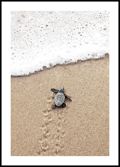 Baby Turtle Runs Into The Water Plakat