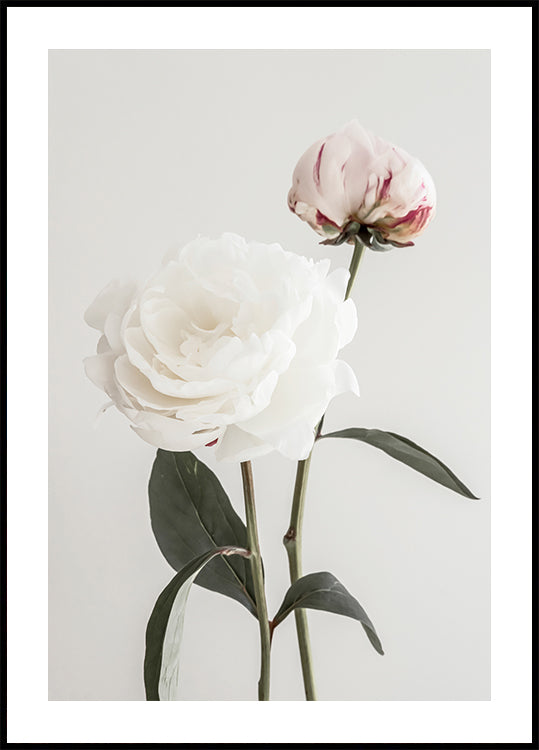 Peony 12 Plakat