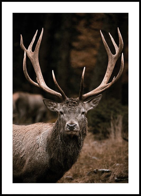 Majestic Stag in Autumn Forest Plakat