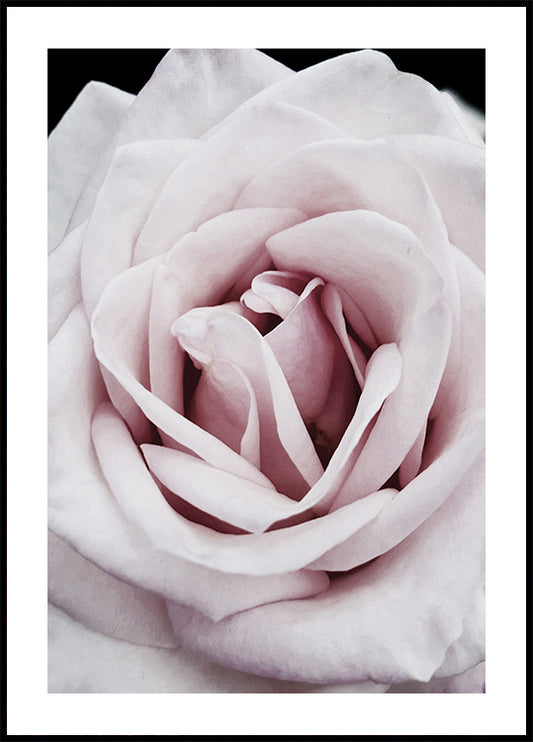 Pink Rose Plakat